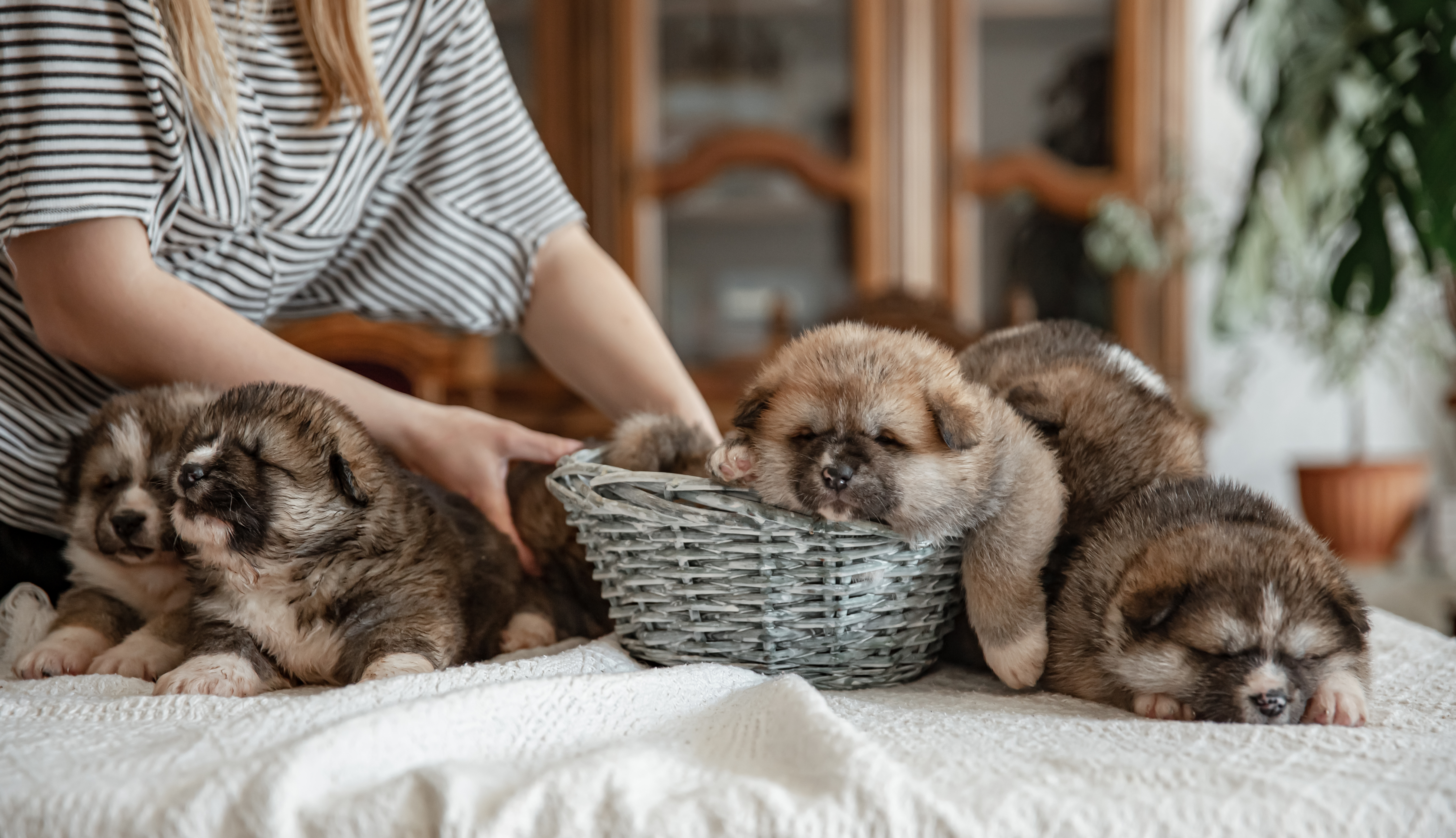 Cozy Paws Pet Boarding